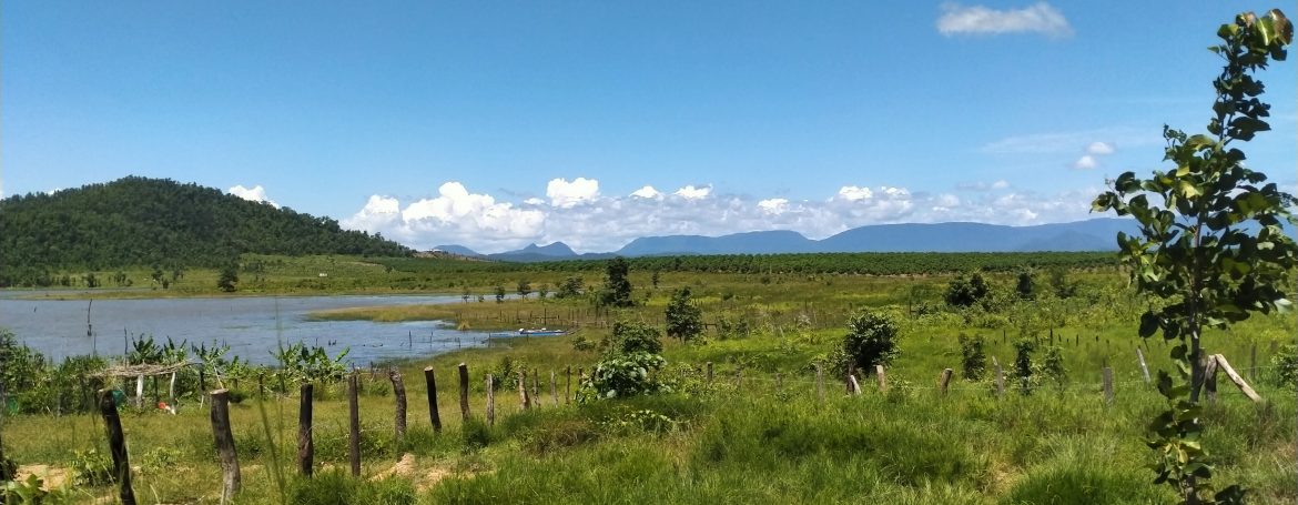 Mango Farm for Sale in Oral District (1)