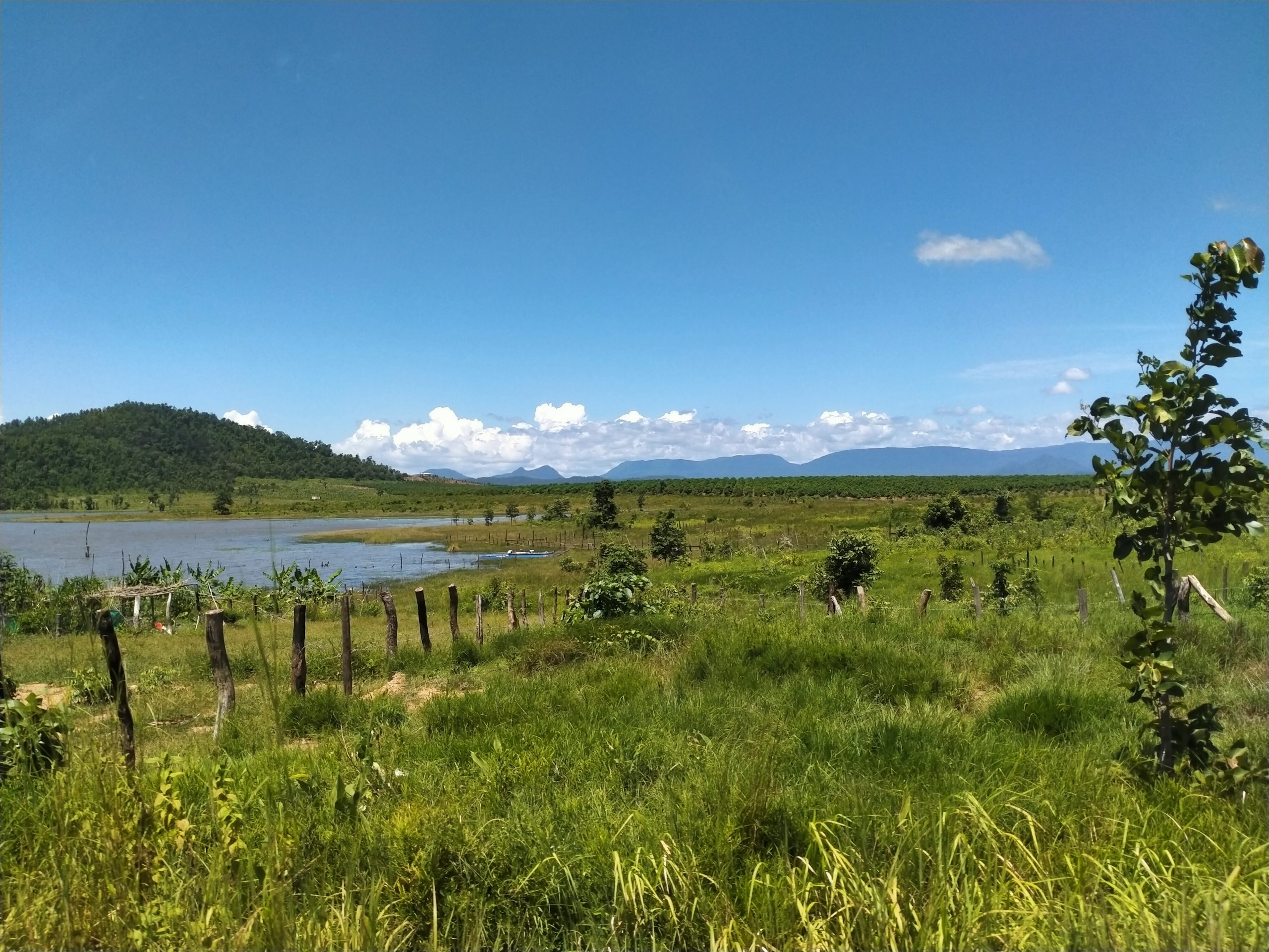 Mango Farm for Sale in Oral District (1)