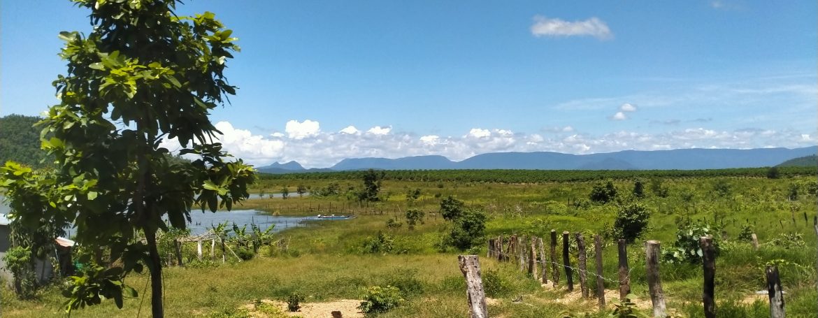 Mango Farm for Sale in Oral District (2)