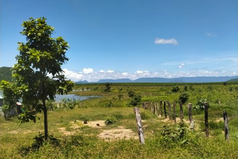 Mango Farm for Sale in Oral District (2)