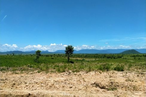 Mango Farm for Sale in Oral District (4)