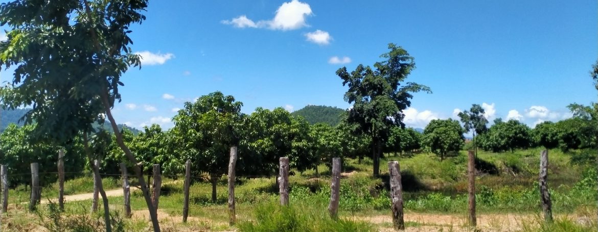 Mango Farm for Sale in Oral District (5)