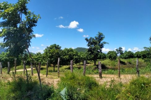 Mango Farm for Sale in Oral District (5)