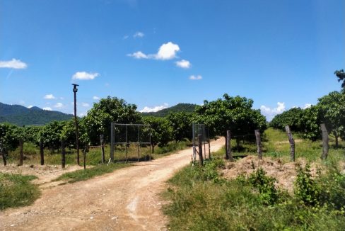 Mango Farm for Sale in Oral District (6)