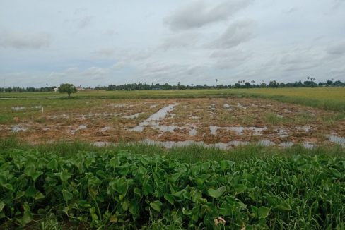 Rice Field Land for Sale in Krong Siem Reap